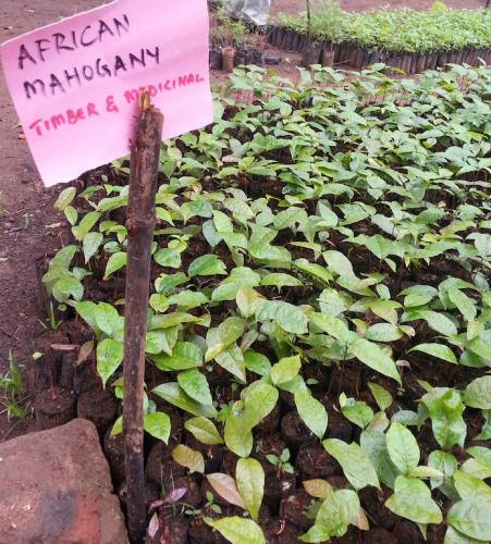 African mahogany at nursery