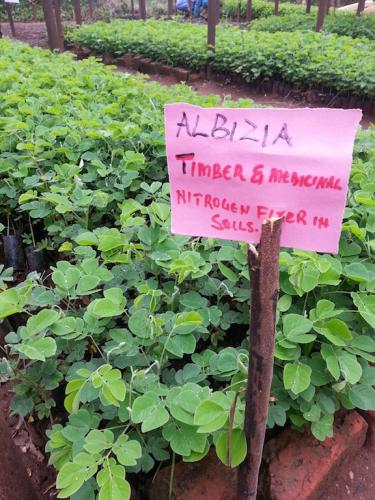 Albizia at tree nursery
